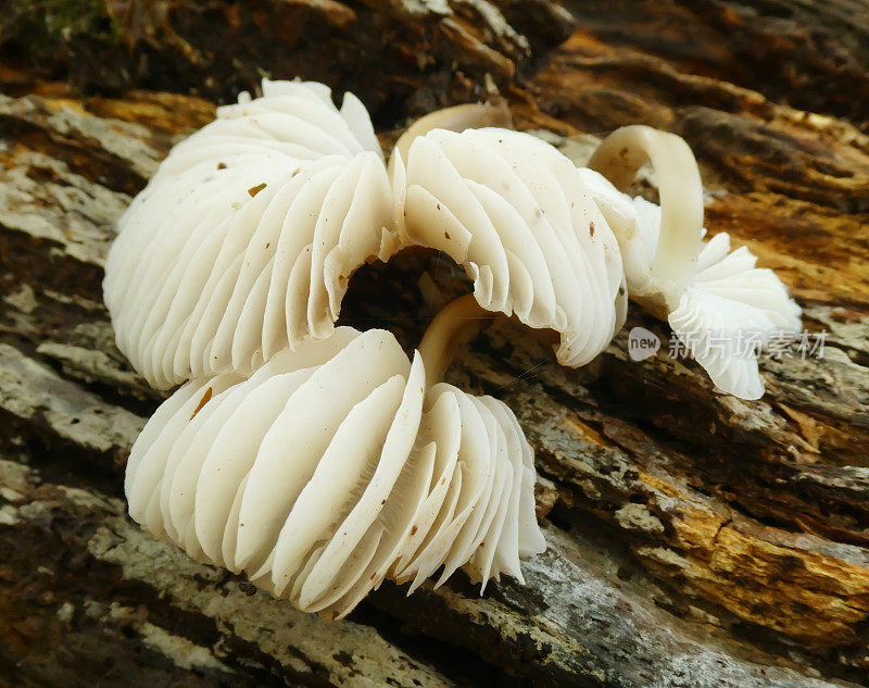 普通帽(Mycena galericulata)鳃特写